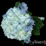 buchet_din_hortensia