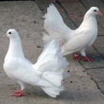 pigeons.jpg (21 KB)